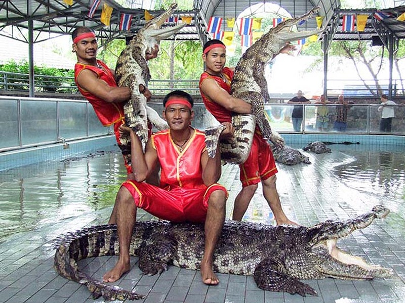 Timsah çitliğinde timsahlar ve eğiticileri