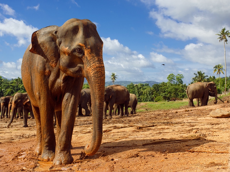Pinnawala fil yetimhanesindeki bir kaç fil