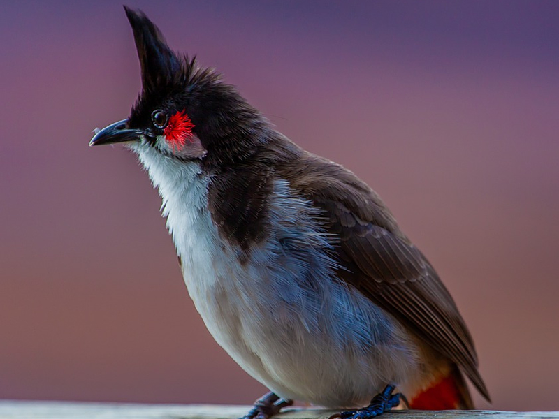 Bıyıkları kırmızı karın kısmı beyaz sırtı siyah bülbül