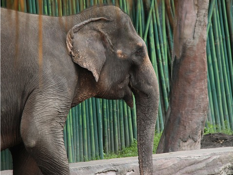 Yandan yarısı görünen fil